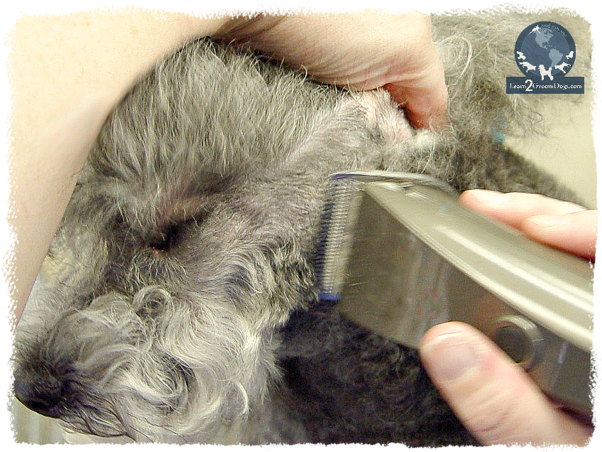A Burning Question: Exploring the Reasons Behind Hot Clipper BladesClipit  Grooming