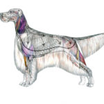 Level 1.10 Canine Anatomy Pos1
