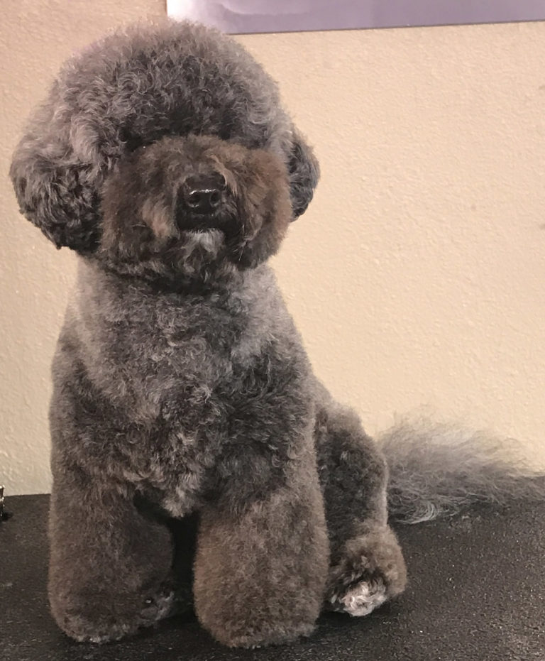 New Release: How To Do An Easy Personality Trim on a Poodle Mix with ...