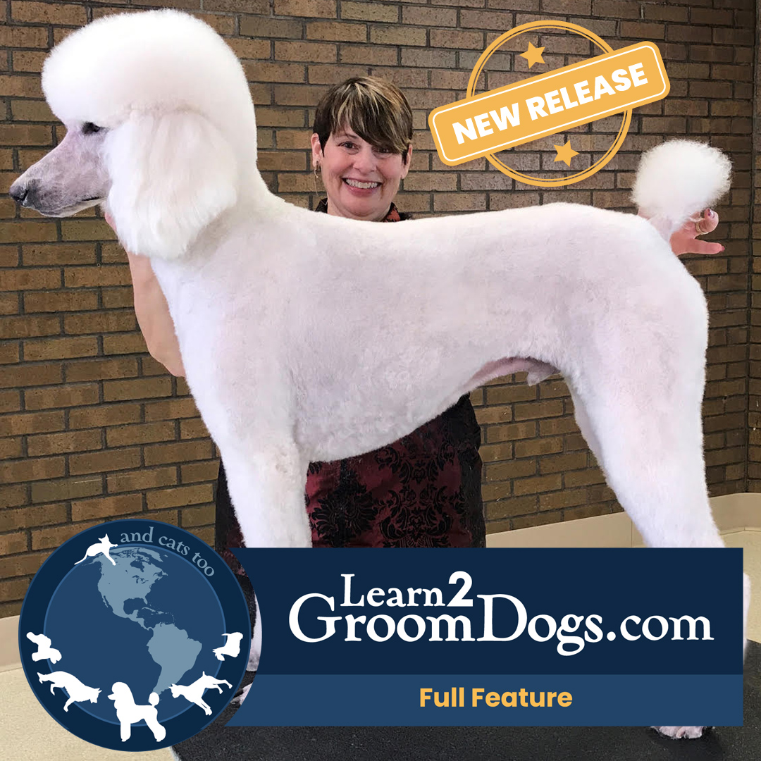 Back to Basics with a Standard Poodle in an All Trim